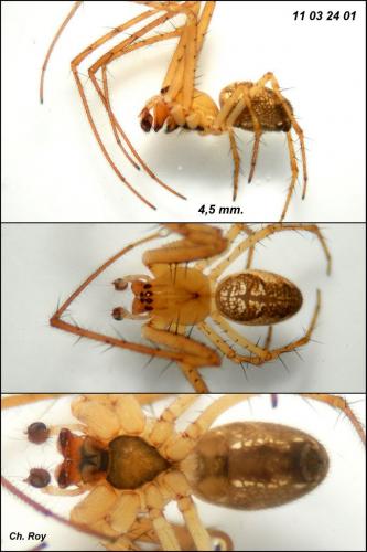 Metellina mengei
