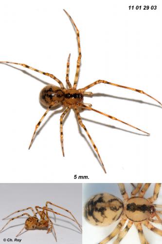Réf. 67 262 : Nesticus cellulanus