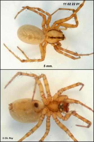 Réf. 67 154 : Stemonyphantes lineatus