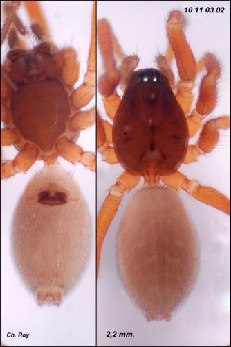 Réf. 67 630 : Walckenaeria cucullata