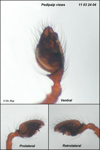 Robertus lividus