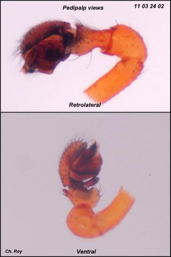 Gongylidium rufipes