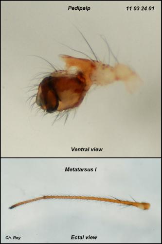 Metellina mengei