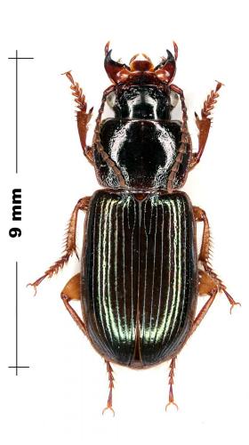 Réf. 67 035 : Harpalus dispar