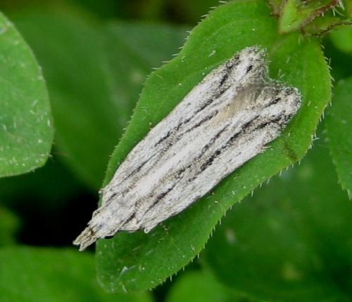 Réf. 67 229 : Anarsia lineatella