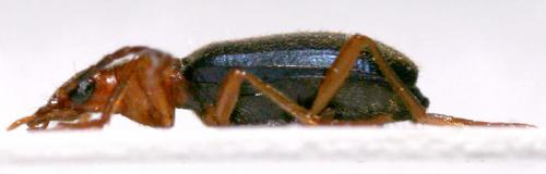 Réf. 67 100 : Brachinus explodens
