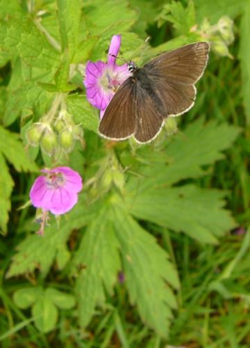 Aricia eumedon