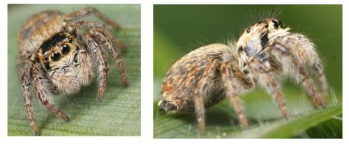 Carrhotus xanthogramma