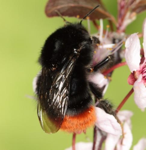 Bombus lapidarius