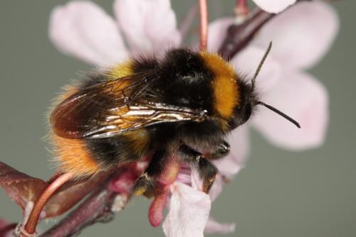 Réf. 67 510 : Bombus pratorum