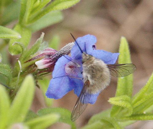 Bombylius sp.