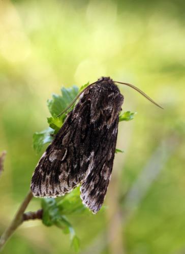 Brachionycha nubeculosa