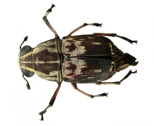 Réf. 67 402 : Phaenithon semigriseus