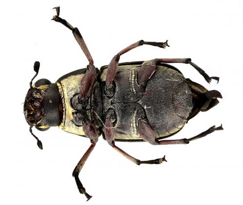 Réf. 67 404 : Phaenithon semigriseus