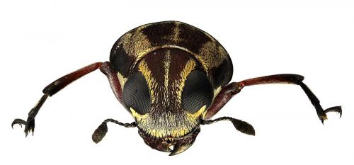 Réf. 67 403 : Phaenithon semigriseus