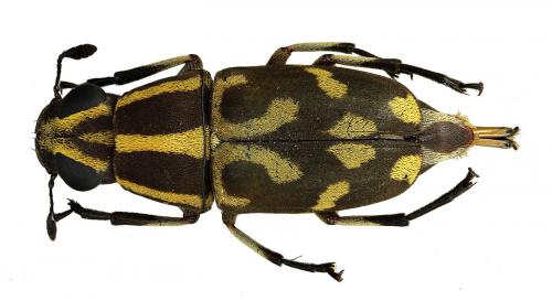 Réf. 67 406 : Phaenithon sp.