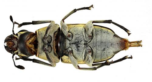 Phaenithon sp.