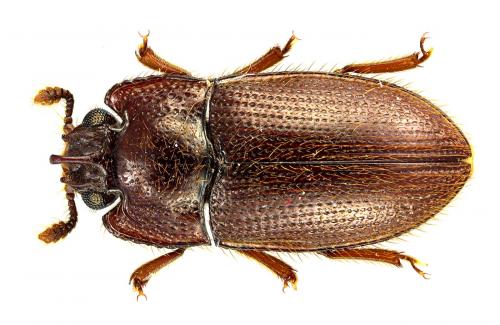 Gonicoelus unicornis