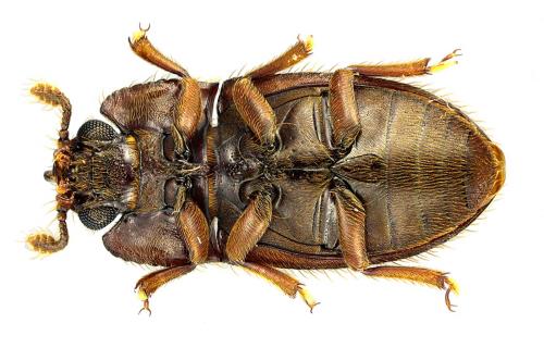 Gonicoelus unicornis