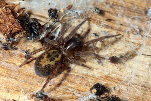 Réf. 67 245 : Amaurobius sp.