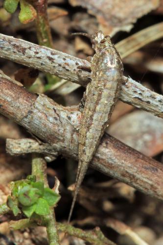 Dilta sp.