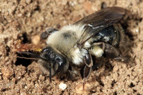 Andrena vaga