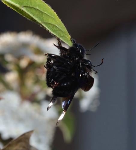 Xylocopa violacea