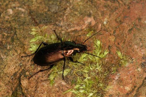 Réf. 67 837 : Poecilus sp.
