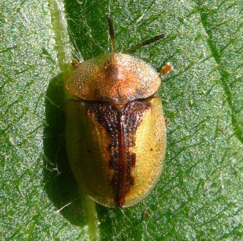 Réf. 67 958 : Cassida vibex