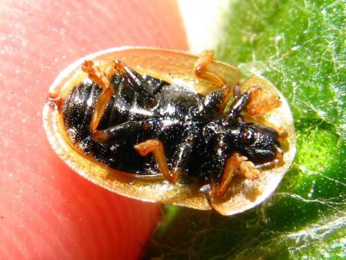 Réf. 67 957 : Cassida vibex
