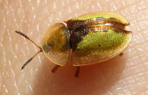 Réf. 67 956 : Cassida vibex