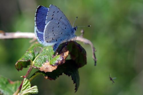 Celastrina argiolus