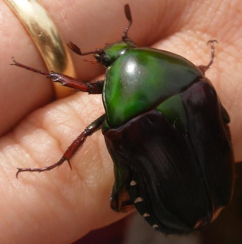 Réf. 67 587 : Coptomia violacea