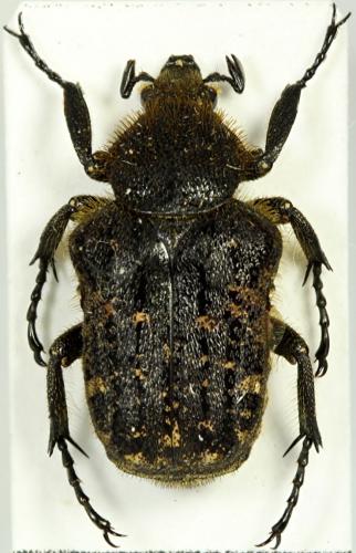 Parapilinurgus variegatus