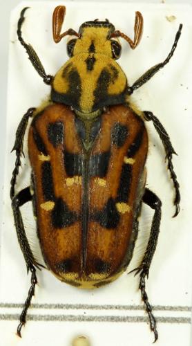 Euselates moupinensis