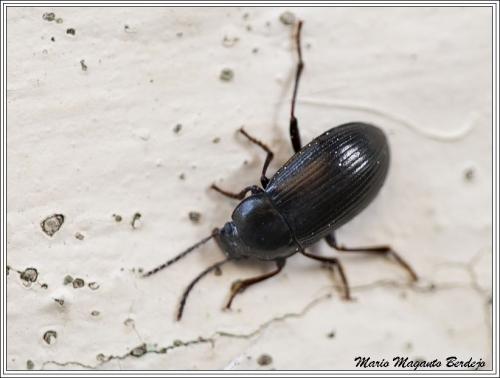 Réf. 67 911 : Helops sp.