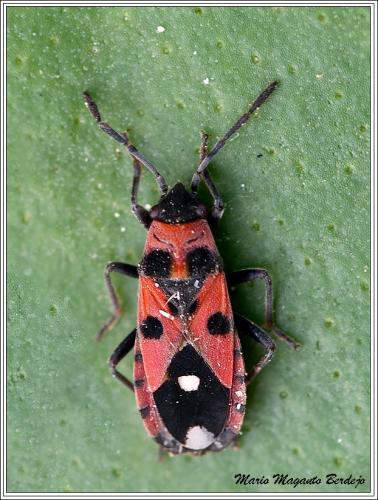 Horvathiolus superbus