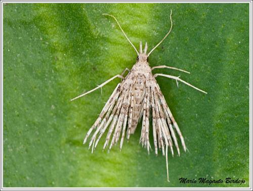 Alucita sp.