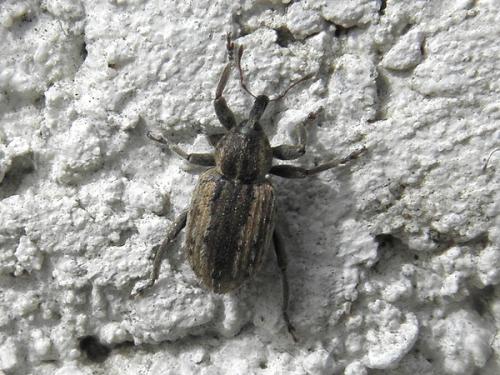 Réf. 67 916 : Hypera sp.