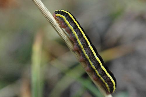 Ceramica pisi