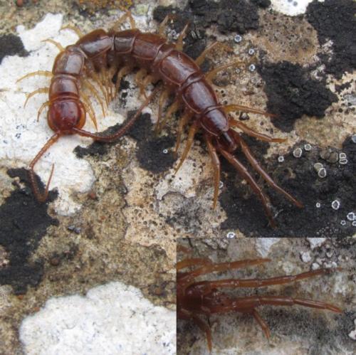 Réf. 67 321 : Lithobius pyrenaicus