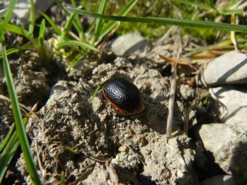 Chrysolina kuesteri