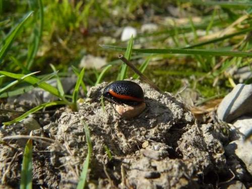 Chrysolina kuesteri
