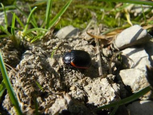 Chrysolina kuesteri