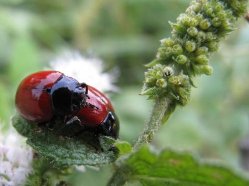 Réf. 67 157 : Chrysolina lucida