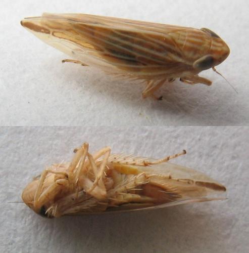 Réf. 67 700 : Mocydia crocea