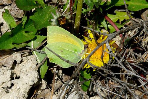 Réf. 67 310 : Gonepteryx cleopatra