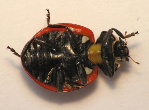 Réf. 67 359 : Coccinella septempunctata