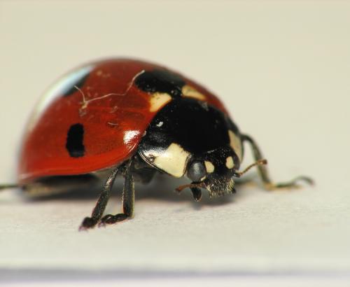 Réf. 67 361 : Coccinella septempunctata