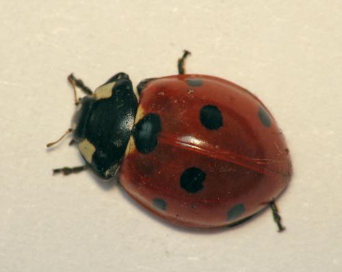 Réf. 67 358 : Coccinella septempunctata